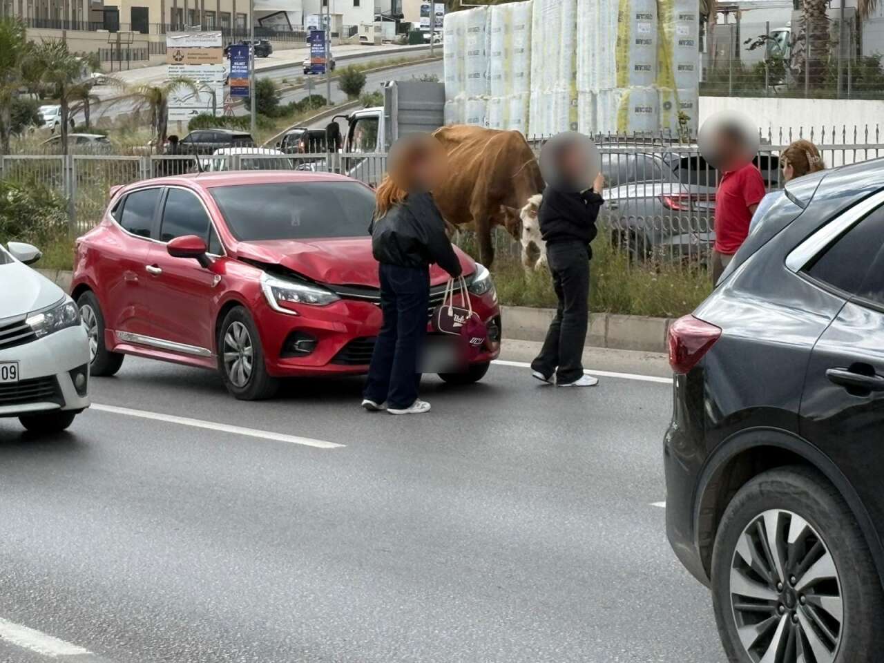 Muğla’da Başıboş İnekler Kazaya Neden Oldu 1